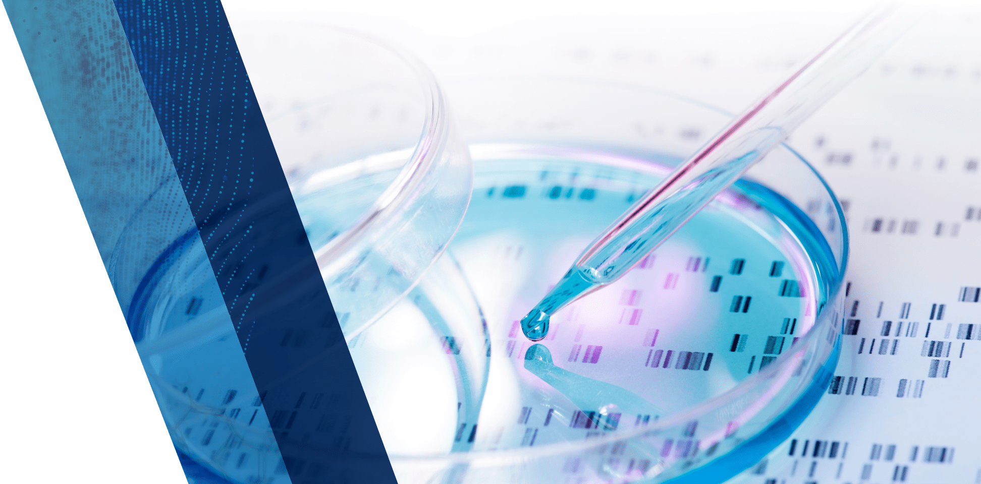 A pipette places a droplet into a petri dish.